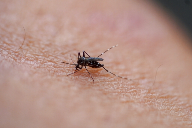 ジカウイルス感染症（ジカ熱）とは？その症状と治療法