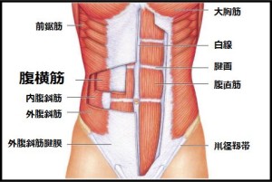 abdominis