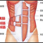 腹筋インナーマッスルは腹横筋と腹斜筋