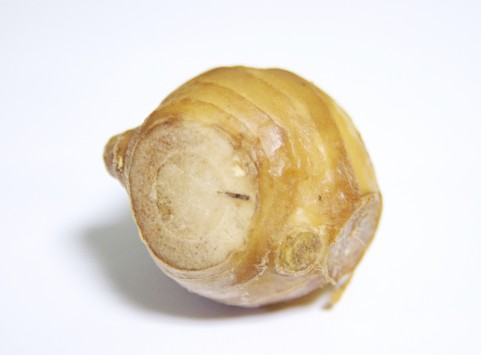 dryginger