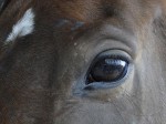 eye_horse