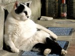fatcat