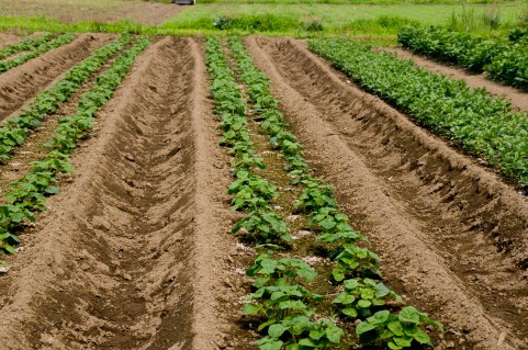 抗酸化作用で選ぶ野菜は露地栽培