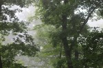 fog
