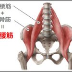 大腰筋と腸骨筋で腸腰筋と呼ばれる