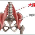 大腰筋は上半身と下半身をつなぐインナーマッスル