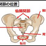 仙腸関節の位置