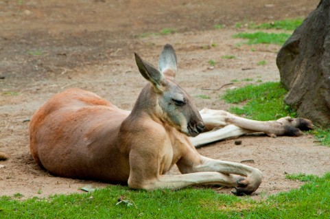 kangaroo