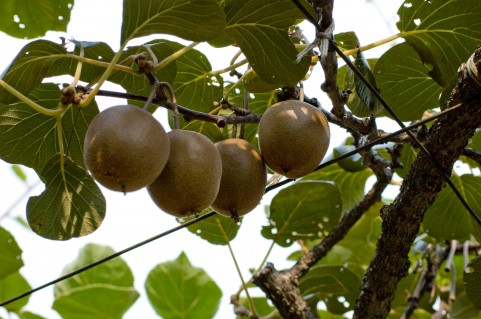 kiwi1