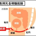 骨盤底筋の低下が尿漏れの原因