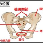 仙骨の位置
