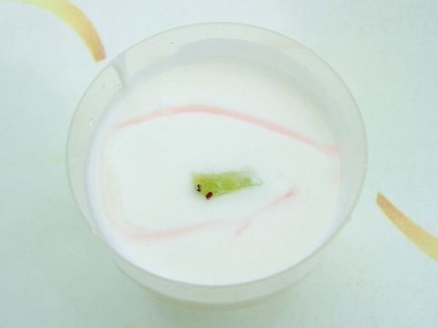 yogurt (480x360)